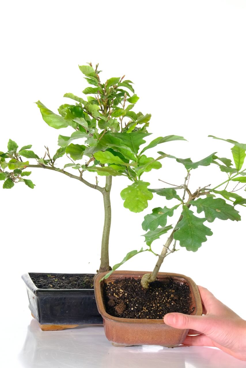 Hardy small bonsai trees to grow on and develop