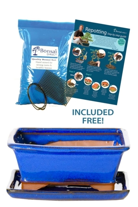 Royal blue ceramic bonsai pot with matching drip tray and potting essentials