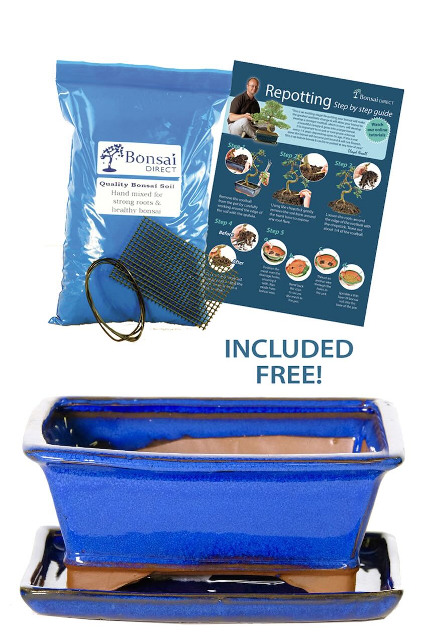 Royal blue ceramic bonsai pot with matching drip tray and potting essentials