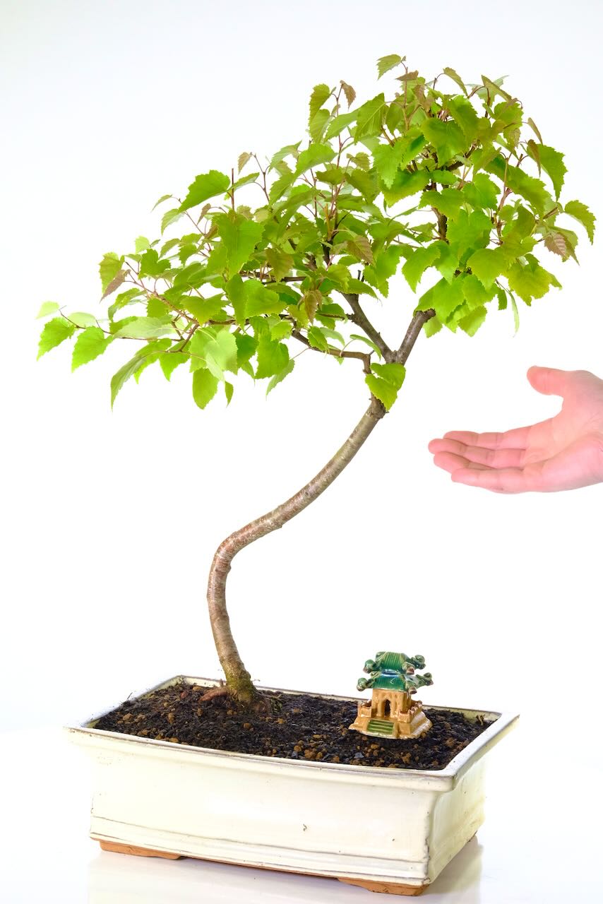 FREE delivery of this statement bonsai tree is available - simply choose the delivery date!