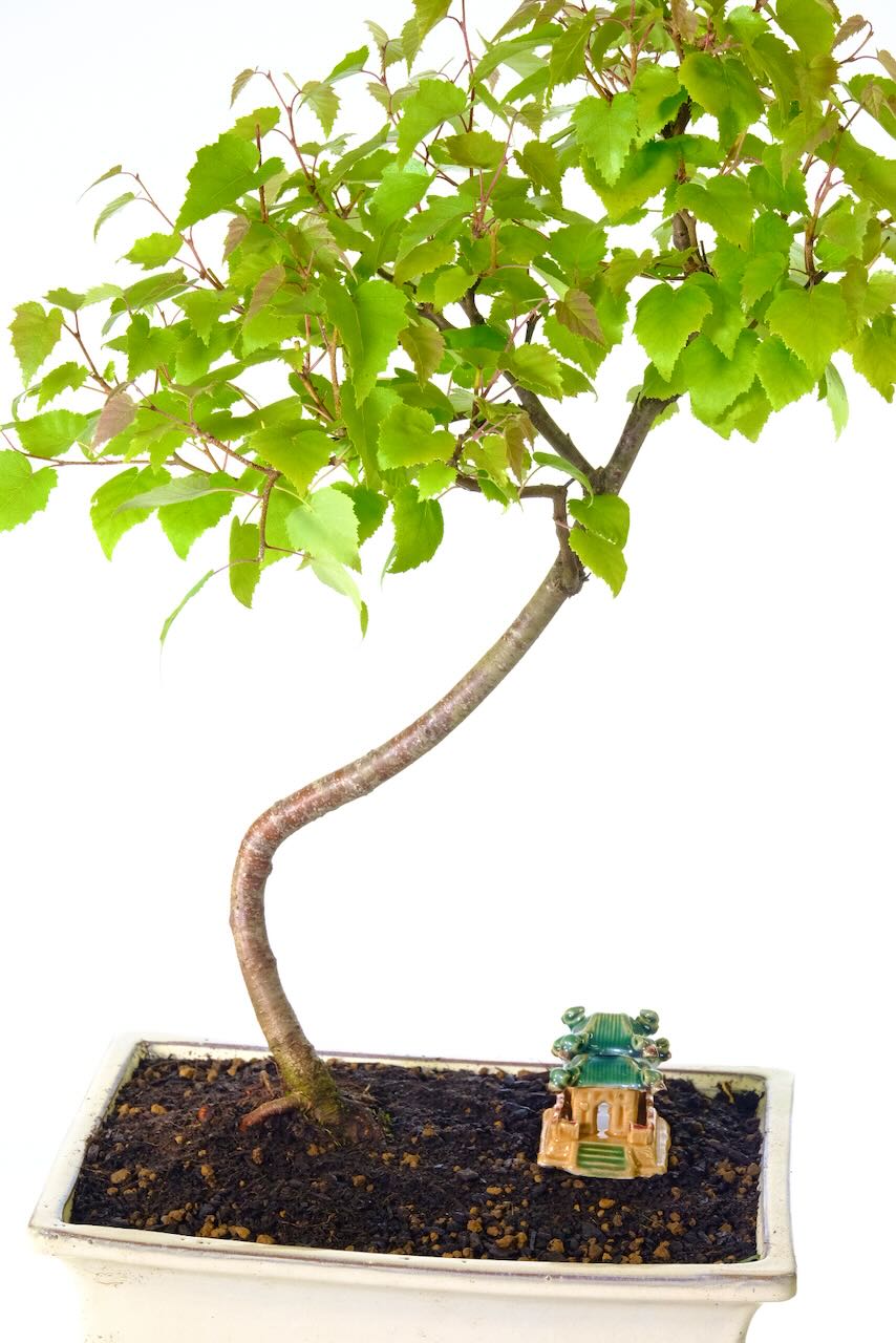 Uncluttered and beautiful design. Very hardy bonsai variety