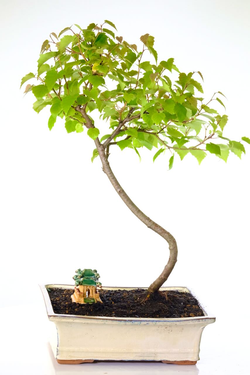 Elegant 16 year old Silver Birch - Perfect Silver wedding gift idea