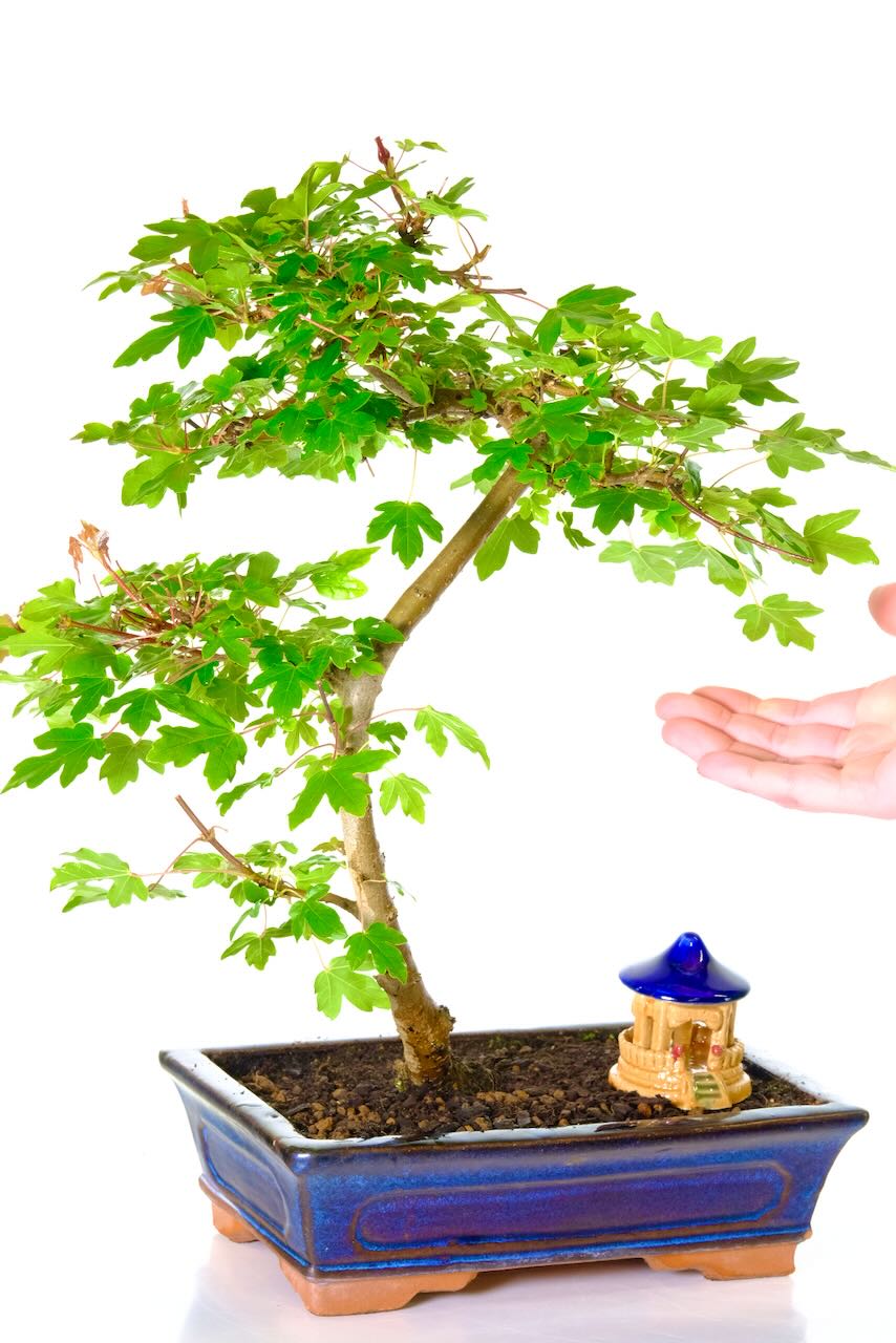 Beautiful colours & leaf shapes - Acer campestre bonsai tree
