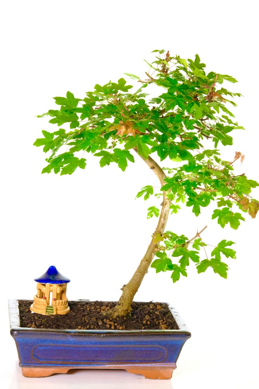 Acer Campestre Bonsai - A Captivating Outdoor Bonsai Tree | Tall & Elegant - Bonsai Bargain