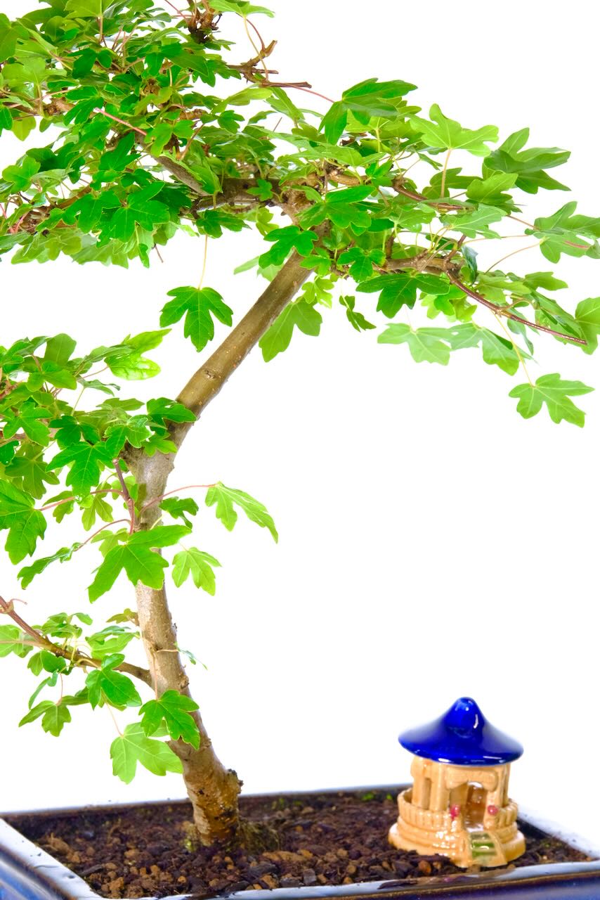 Hardy maple bonsai tree for sale with oriental temple included