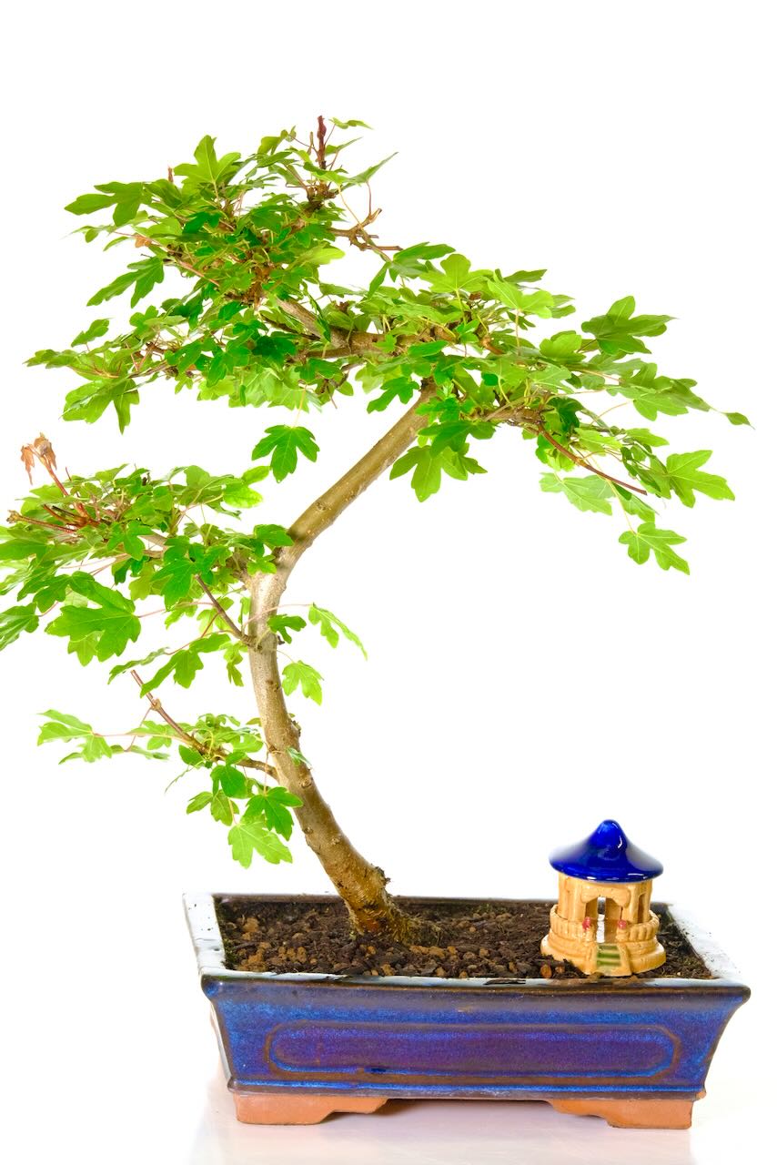 Acer Campestre Bonsai - A Captivating Outdoor Bonsai Gift UK