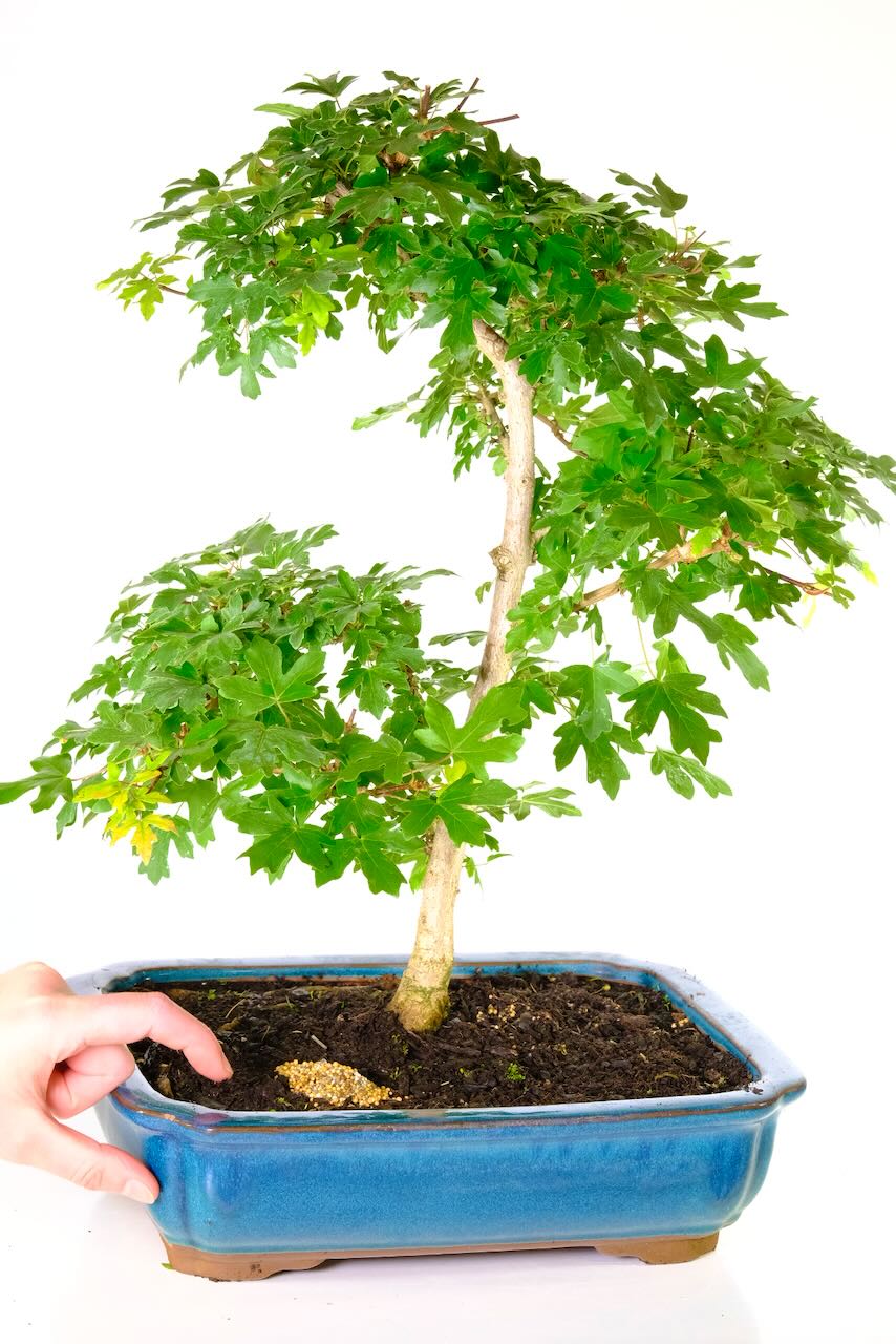 Acer Campestre bonsai tree for sale in beautiful teal glazed ceramic pot - Stunning