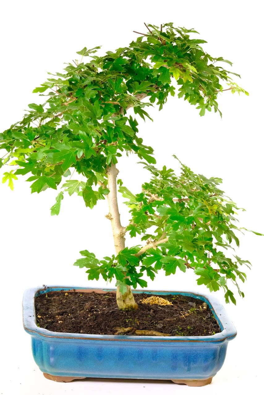 FREE fast delivery on the date you select available