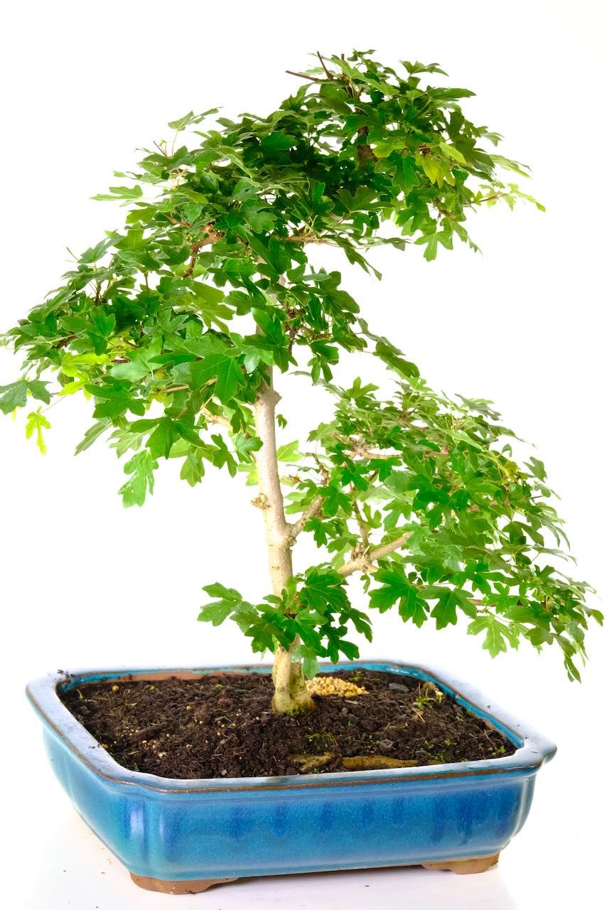 Twin trunked acer campestre bonsai for sale | Reamarkable value