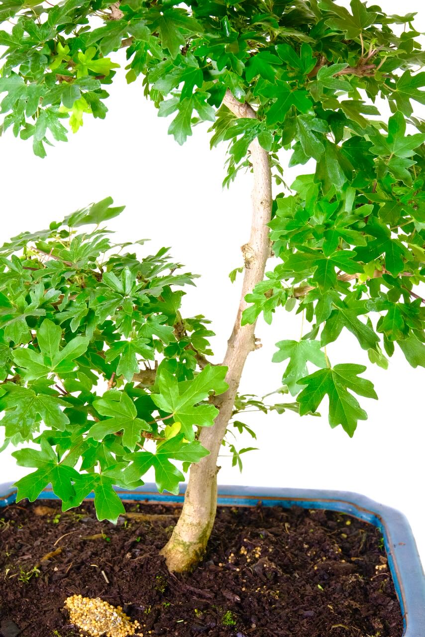 Delightful Field Maple (Acer Campestre) Bonsai Tree with Forked Trunk & Changing Colours in Teal Pot