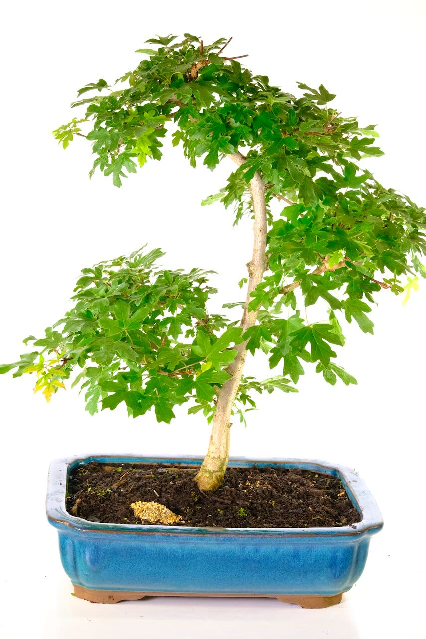 Very Hardy Maple bonsai tree for sale | Exceptionally pretty leaves & colours