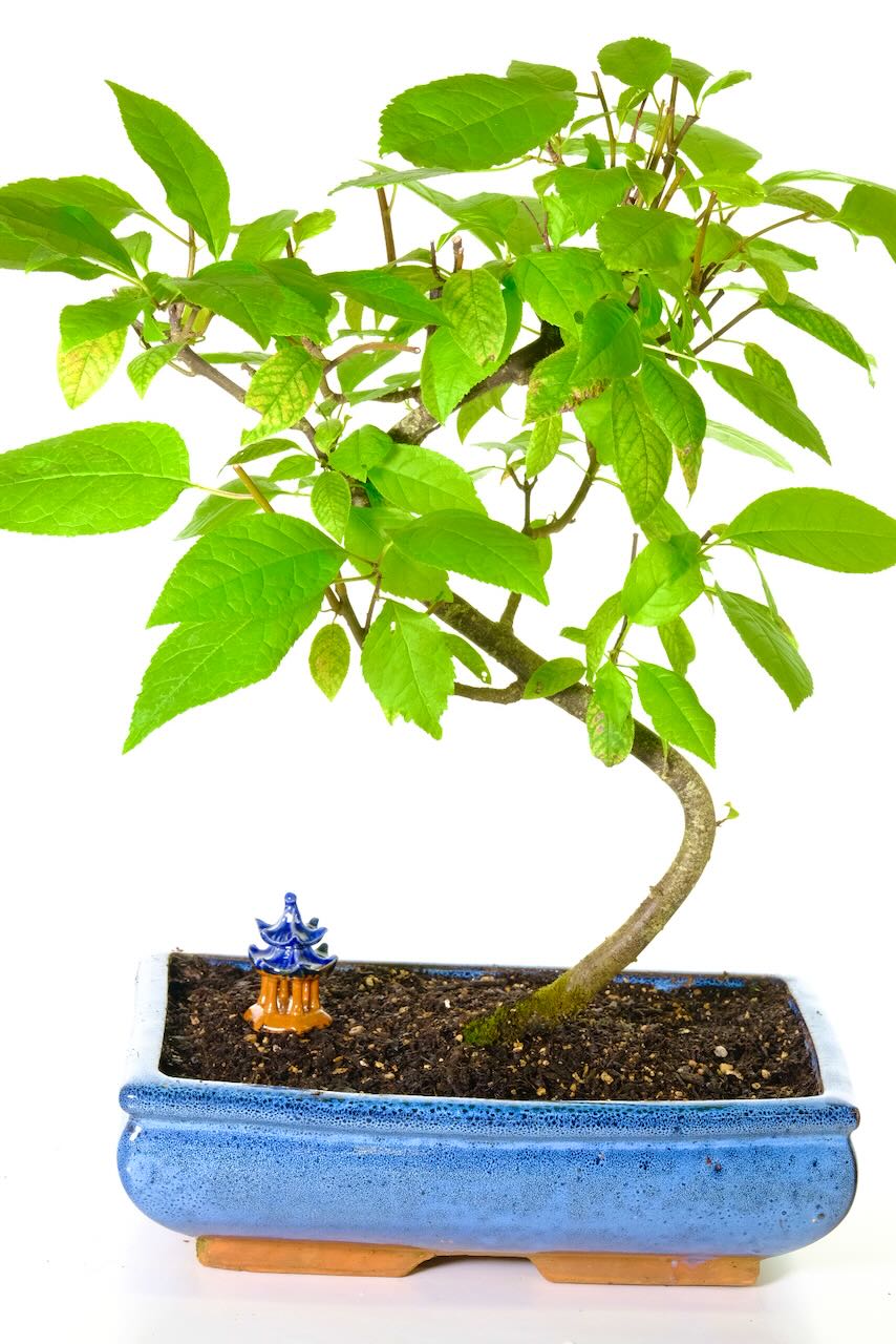 ikea fejka bonsai FEJKA Artificial Potted Plant main image 1