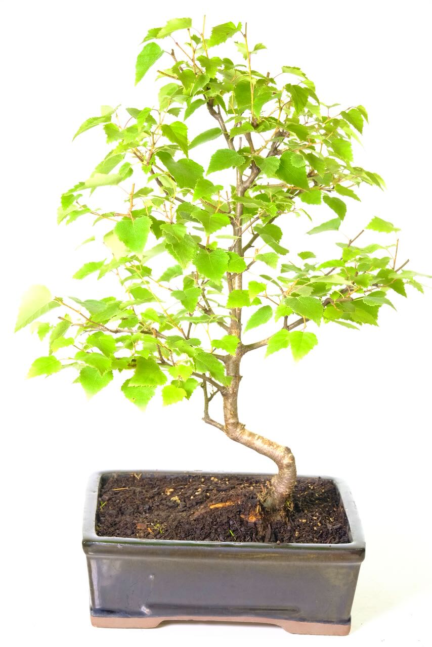 ficus bonsai formen Bonsai Ficus Retusa XL (forma S)  Secret Garden Plant Shop