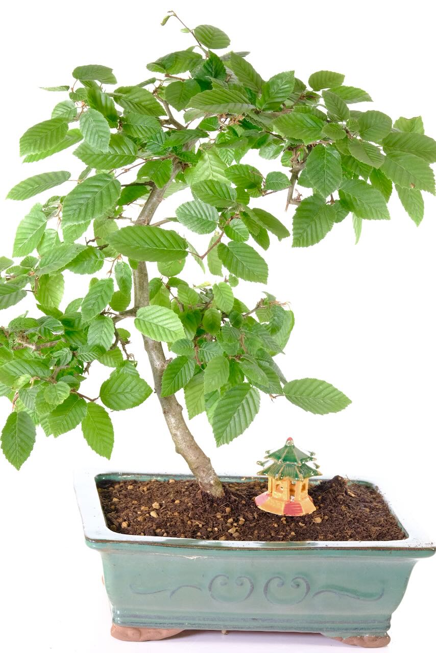 Appreciate the Hazel Bonsai's smooth, grey-brown bark, a subtle yet striking contrast to its vibrant foliage.
