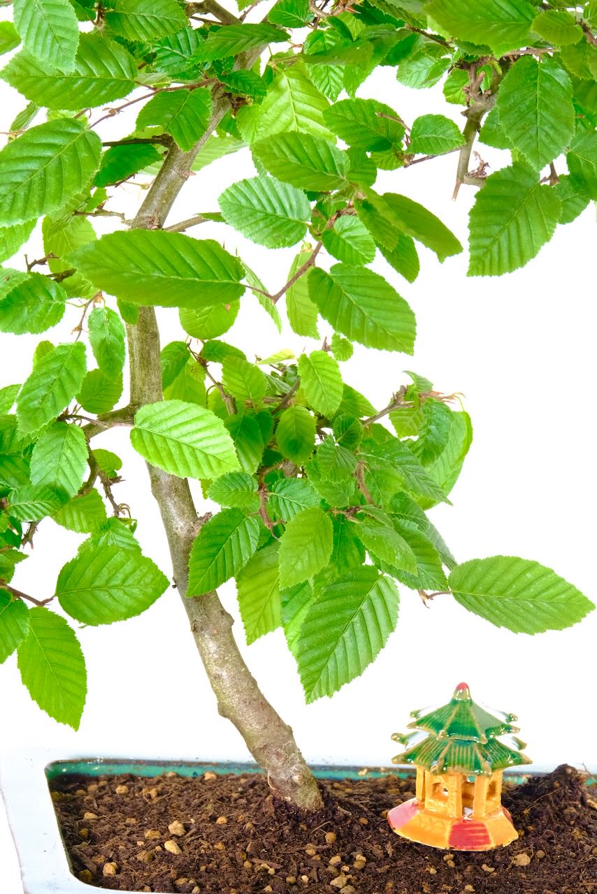 Enchanting in every season, the Hazel Bonsai transforms from verdant greens to radiant hues of gold and russet.