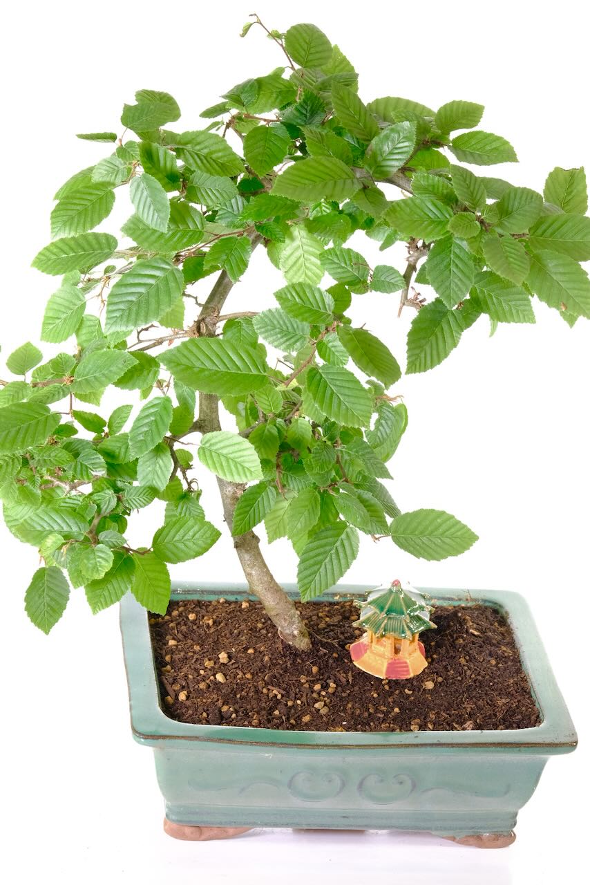 Behold the early bloom of the Hazel Bonsai's catkin flowers, a graceful touch that brings joy to winter's embrace.