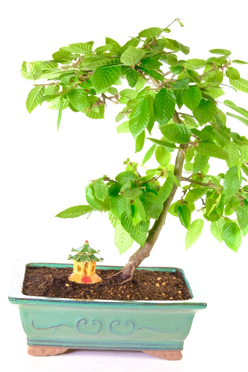 Captivated by the Hazel Bonsai's intricate heart-shaped leaves, a testament to nature's delicate beauty.