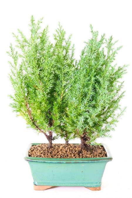 Incredible triple forest of young Juniper bonsai trees for sale UK