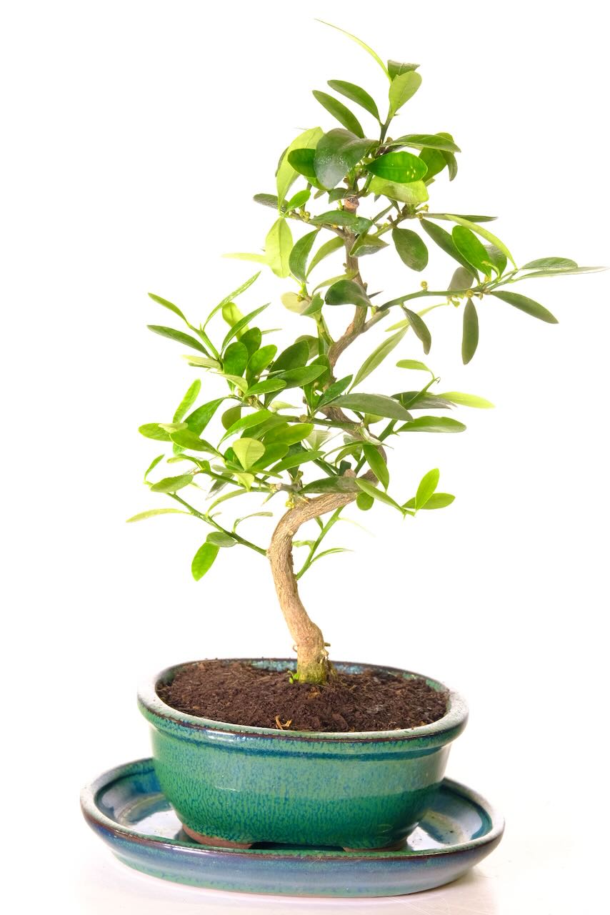 Elegant orange citrus bonsai tree for sale in Forest Green pot