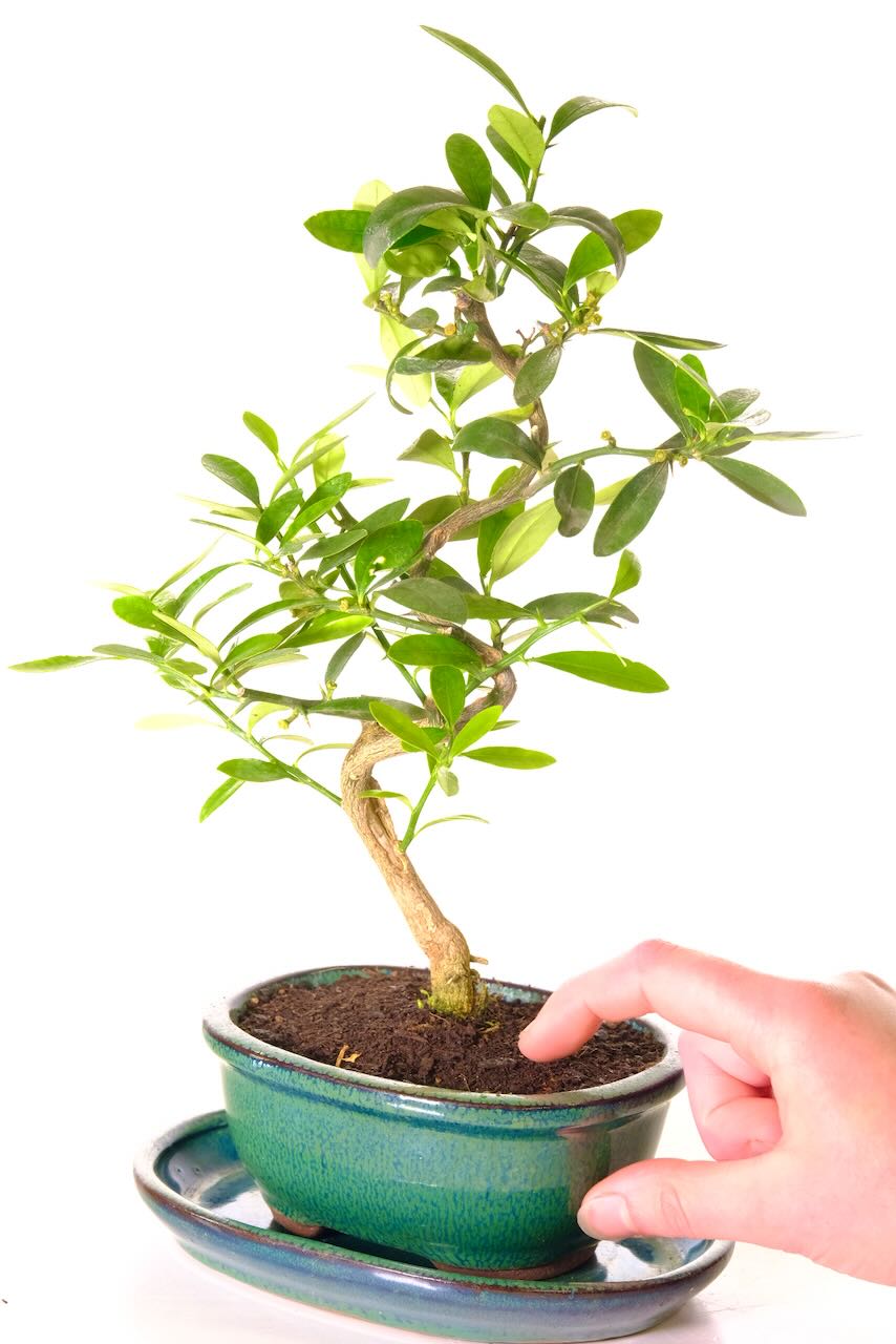 You can choose free delivery at the checkout and select your delivery date