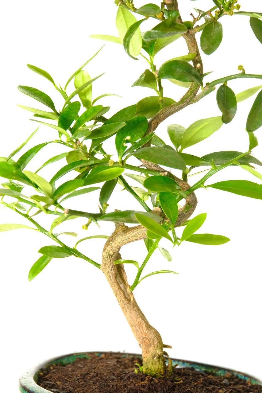 Close-up of the higher trunk of this unique elegant flowering bonsai