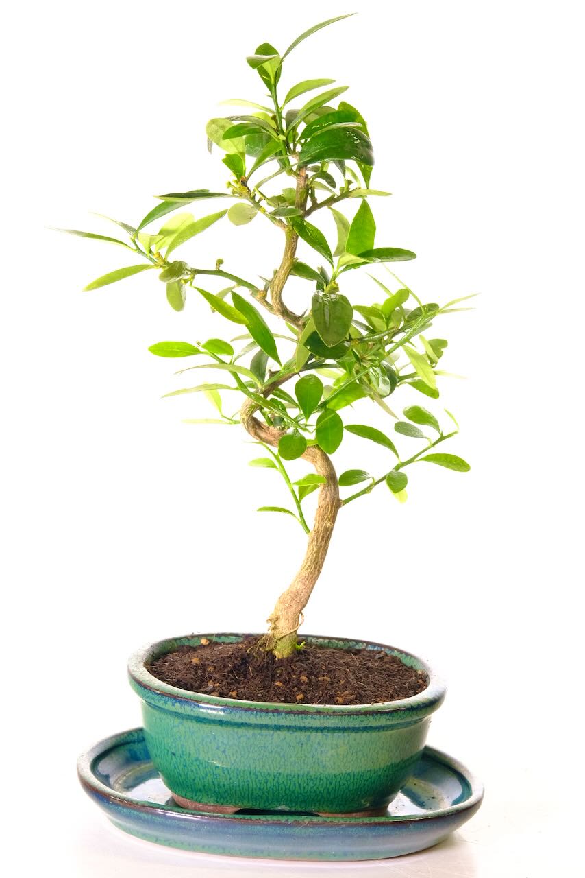 I love the twisting S shaped trunk design of this orange blossom bonsai tree