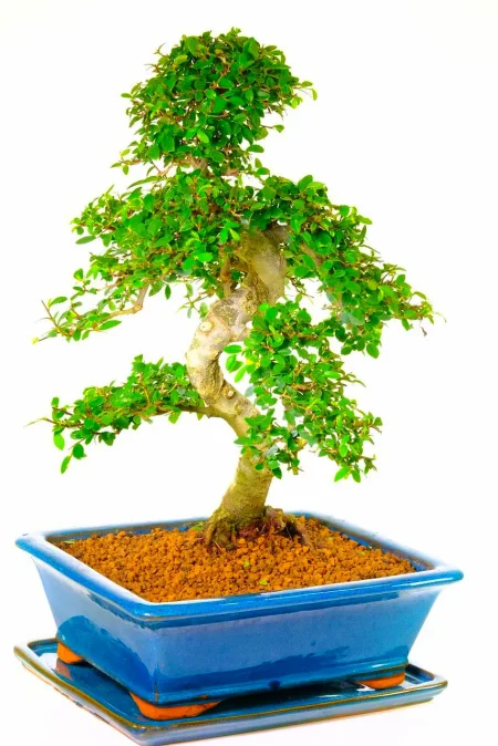 Big Chinese Elm Bonsai – 27-Year-Old Specimen with Sensational Presence
