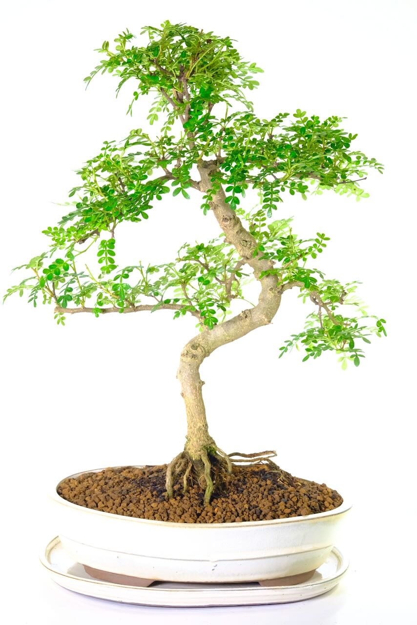 Highly refined with tasteful structure