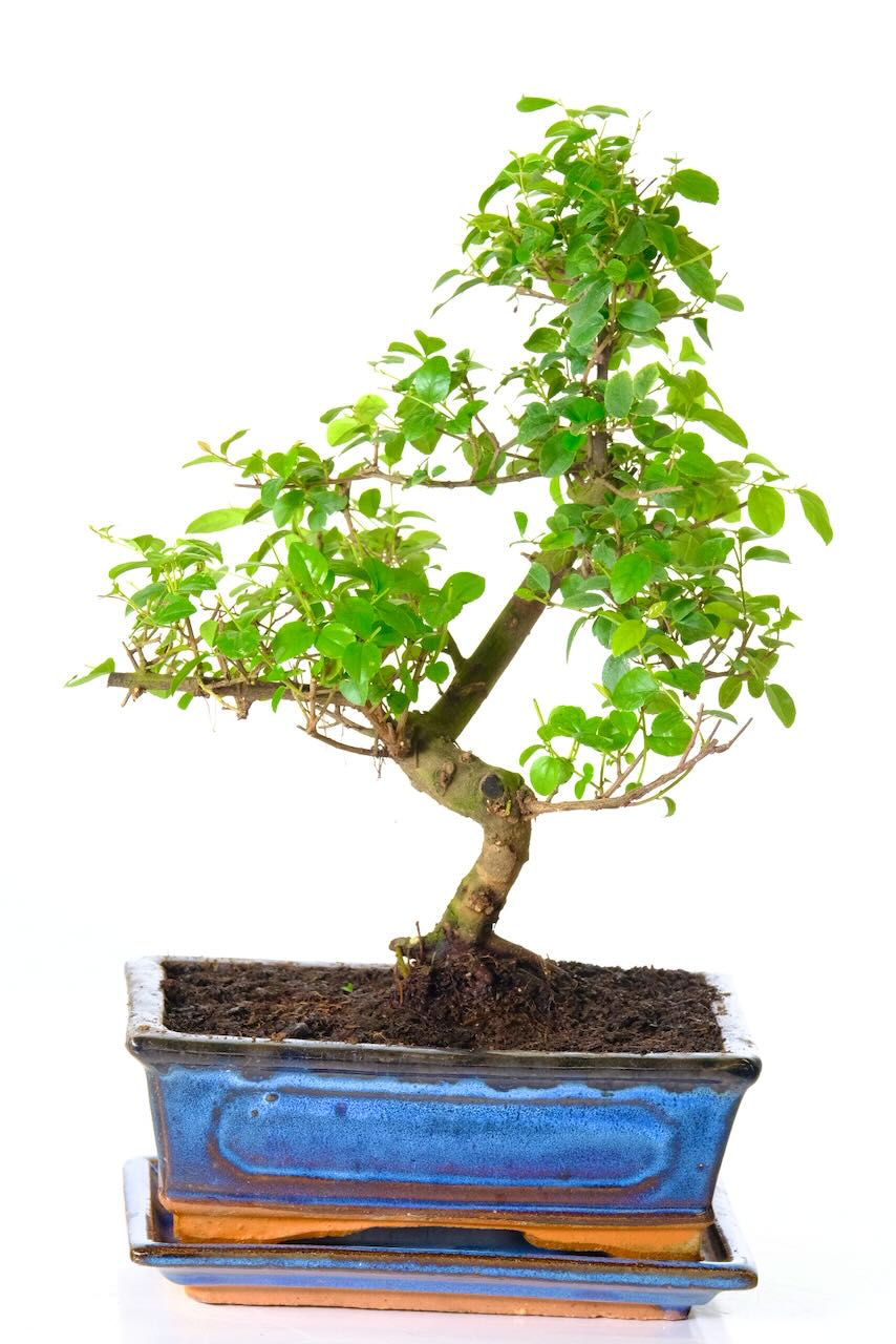 Sageretia Premium Range Bonsai for Sale UK Lovely Colours