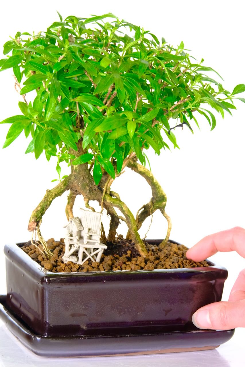 Chinese stilt house included with his bonsai tree favourite