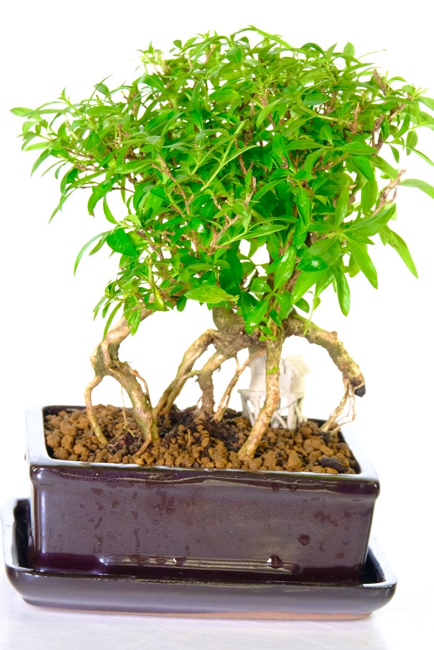 Rooty bonsai tree | real character living bonsai for sale
