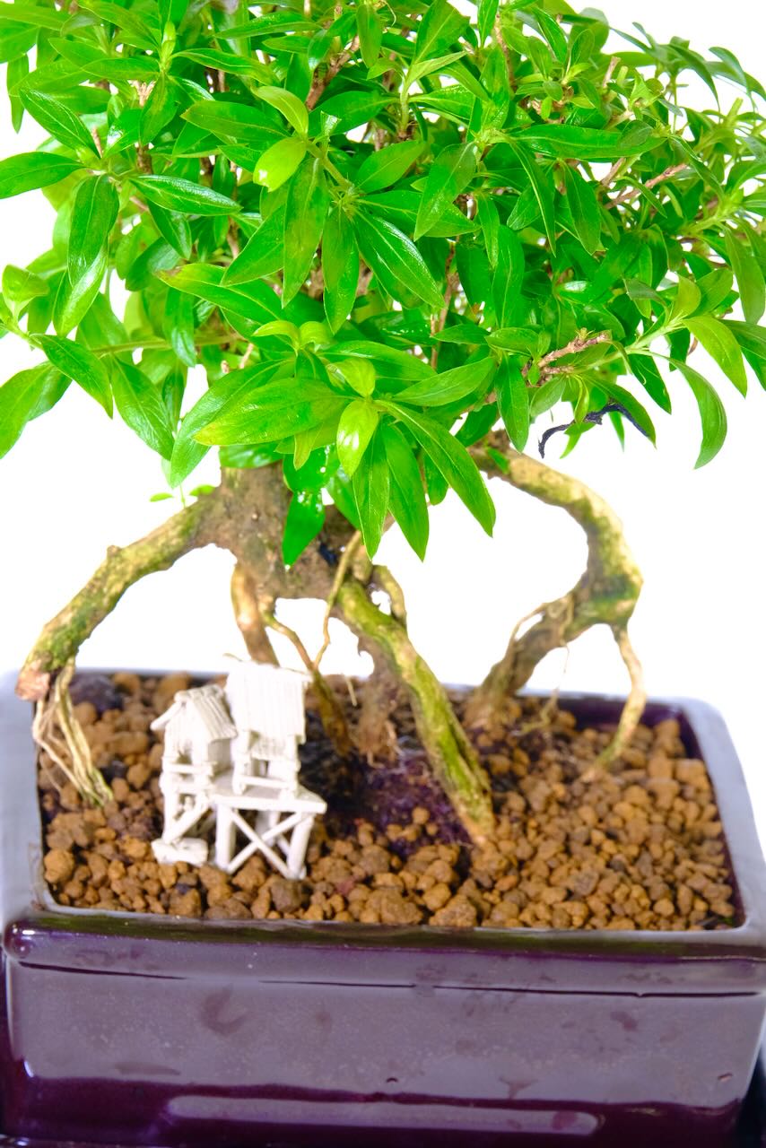 Serissa foetida Bonsai Tree | Multi-Stemmed Flowering Bonsai