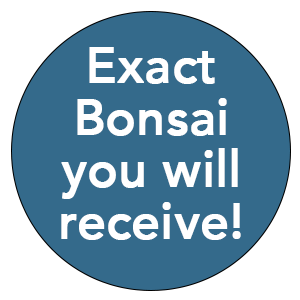 This is the exact bonsai you will receive
