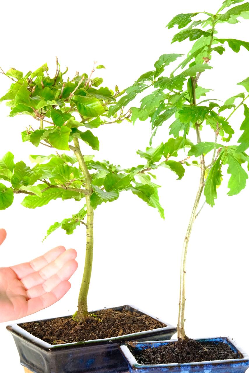 Close of the Oak and beech starter bonsai trees