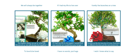 Thoughtful bonsai tree gifts