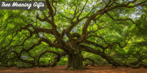Bonsai tree meanings