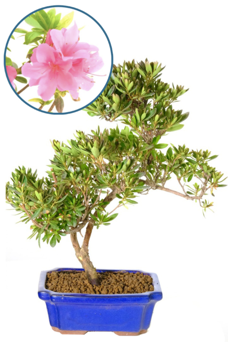 Japanese Azalea Pre-Styled Bonsai - A Beautiful and Unique Addition to Your Home
