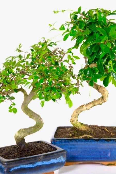 Literati-style trunks with lush green foliage - the Fukien Tea Tree flowers during summer!