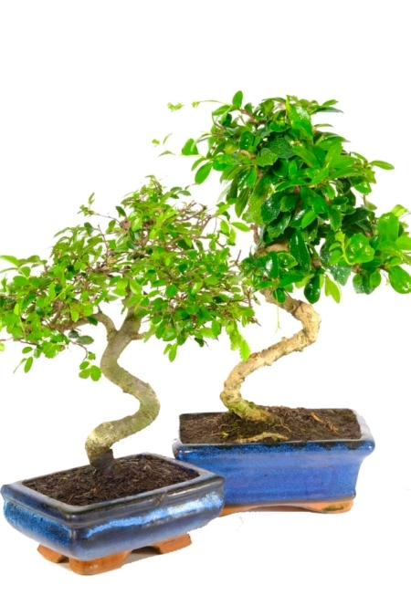 Chinese Elm & flowering Fukien Tea Tree literati-style twin pack