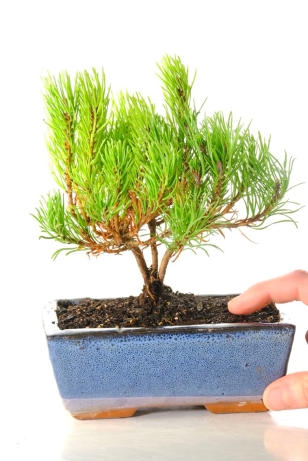 Mountain Pine starter bonsai tree for sale _ Pinus Mugo