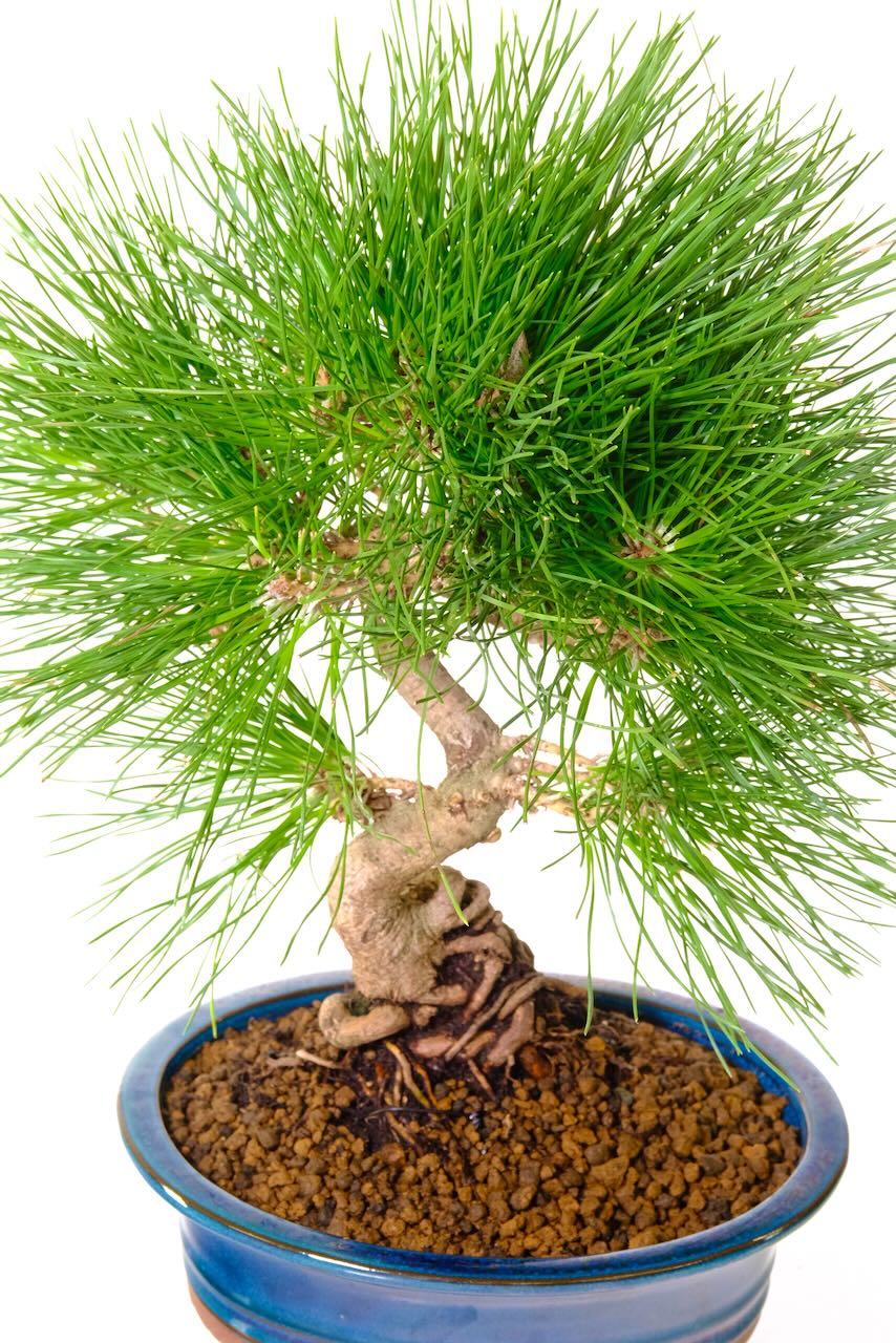 Black pine bonsai tree in teal oval pot