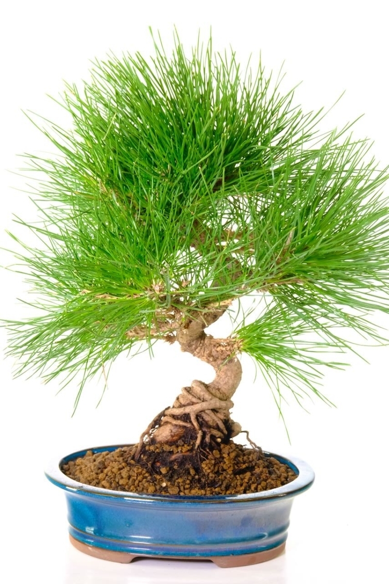 Japanese Black Pine Bonsai | Pinus thunbergii - 15 years old