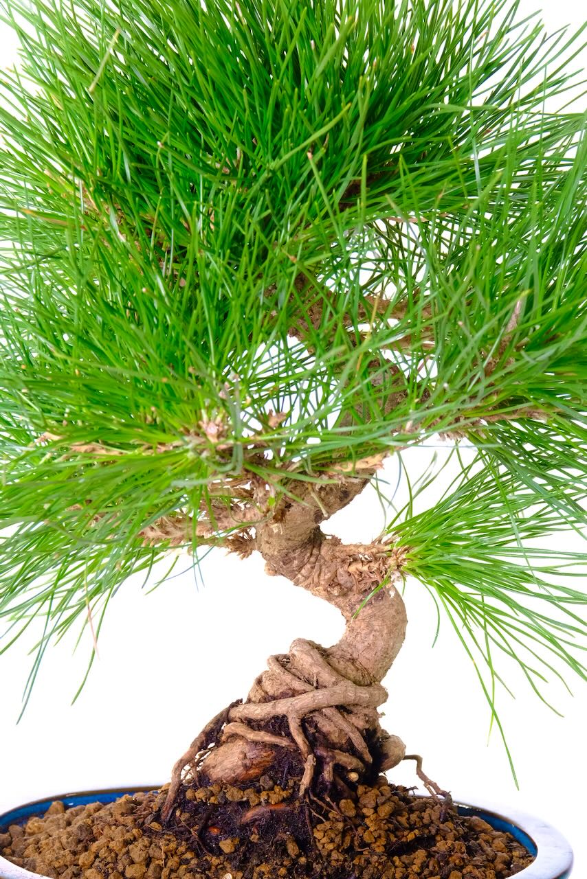 15 year old Japanese Black Pine (Pinus thunbergii) Bonsai Tree | Evergreen Wonder