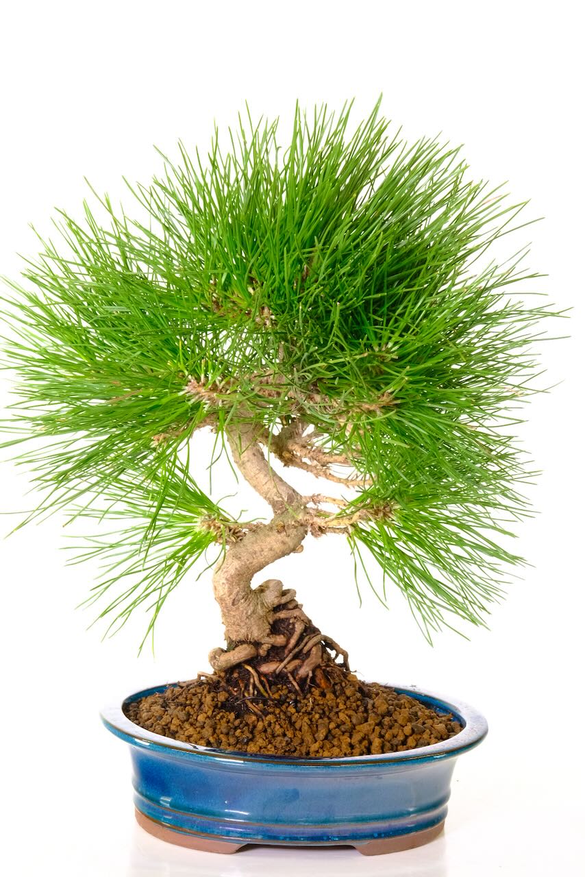 Amazing Black Pine bonsai tree for sale with sensational root flare