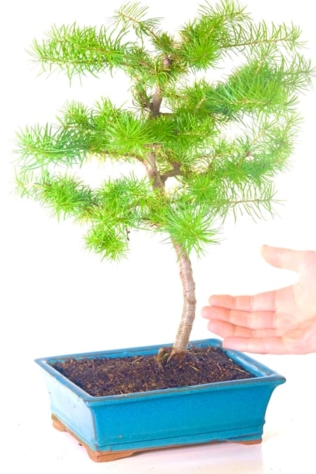 FREE fast delivery to most of the UK. A stunning young larch bonsai with great spacing between branches