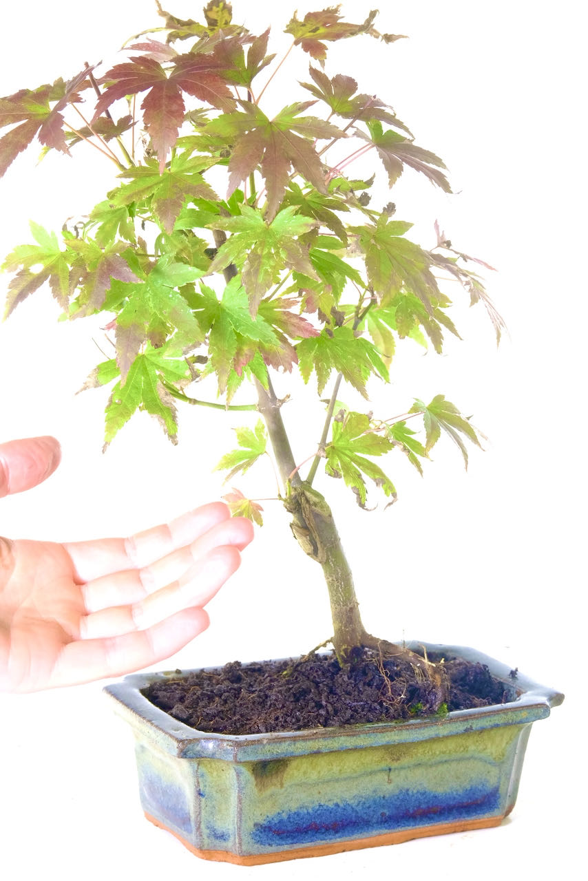 Full of potential Acer palmatum bonsai tree to be further styled to bring beauty for years.