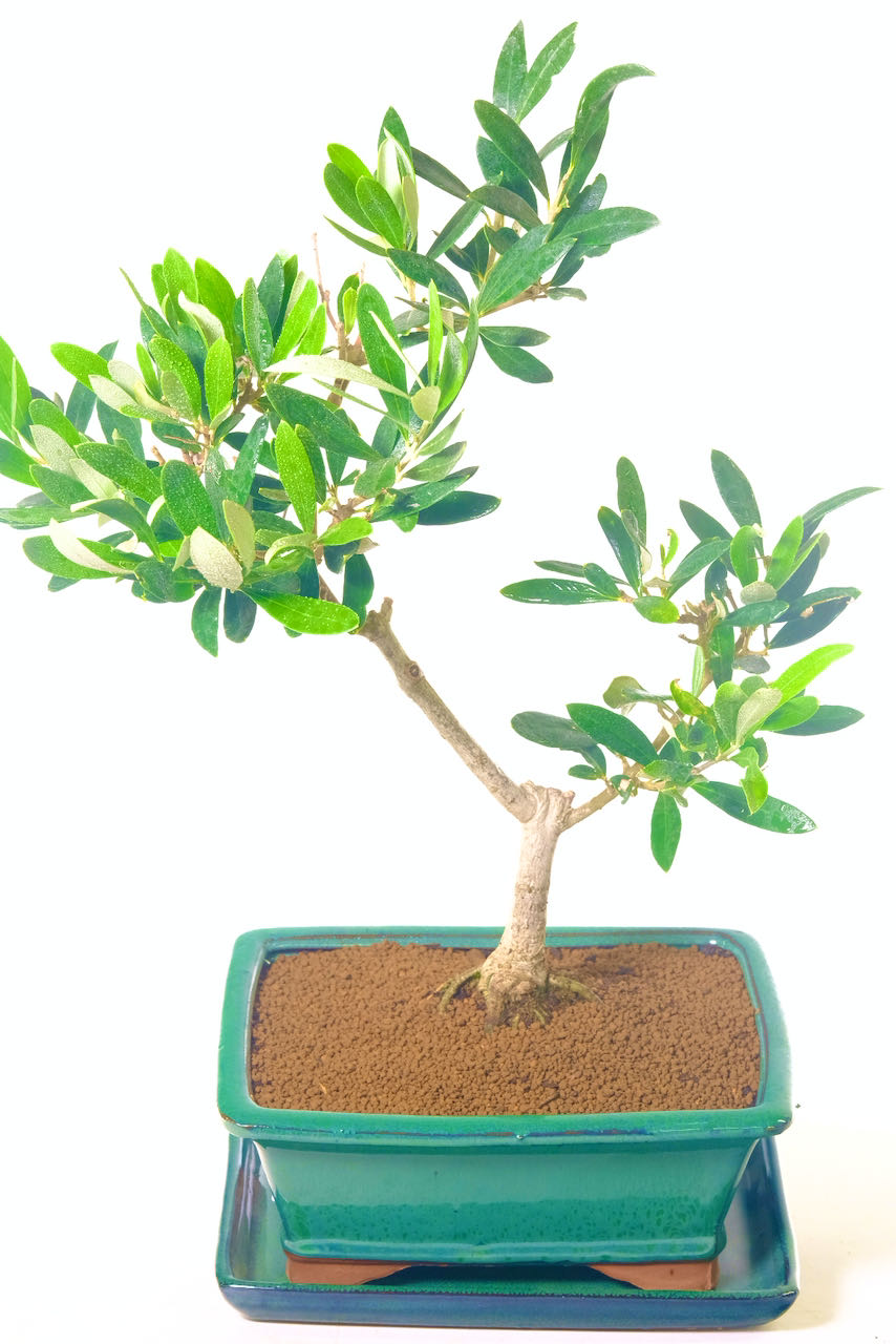 Olive bonsai plant with Uncluttered Design & Silvery Leaves