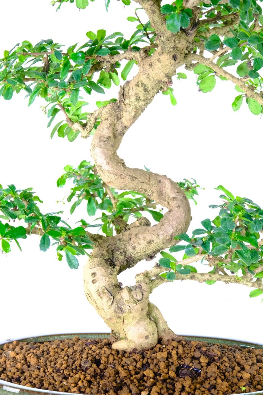 Specimen Fukien bonsai with amazing trunk design