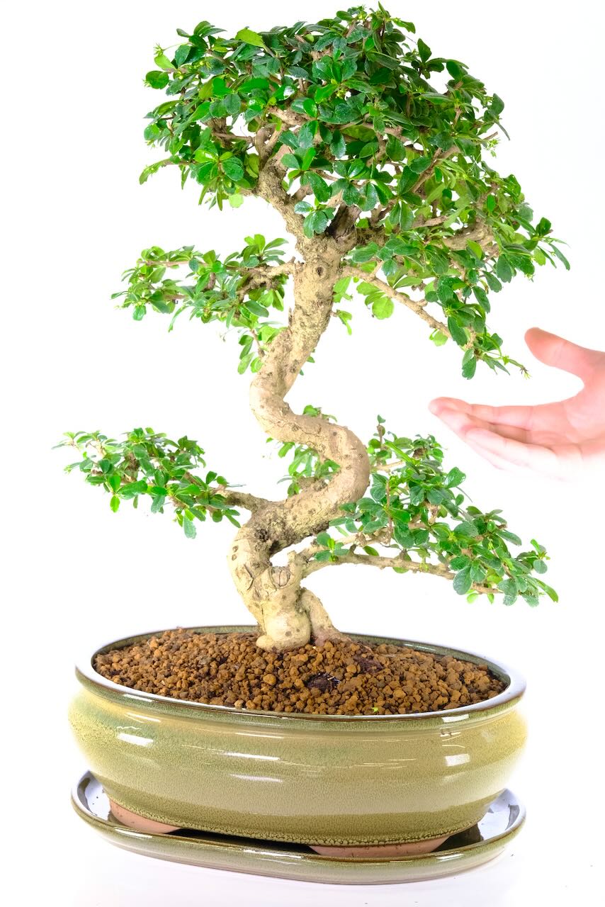 Very large & impressive Carmona bonsai tree for sale