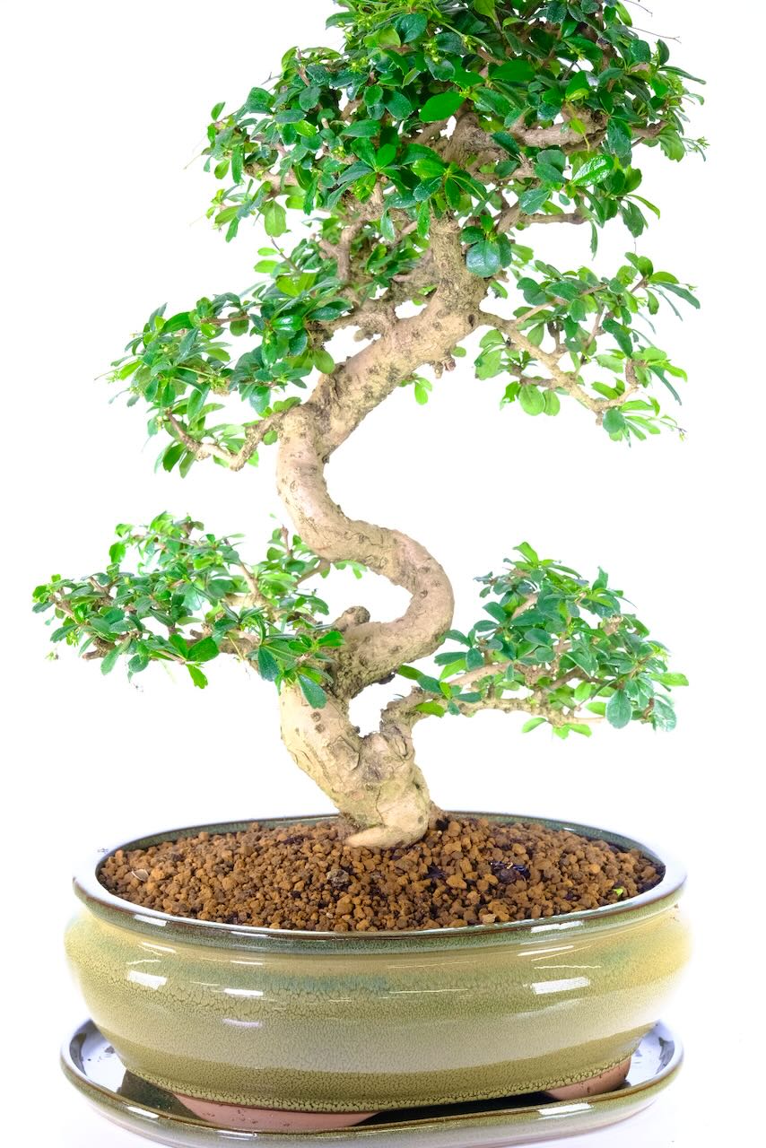 Fukien Tea Tree Flowering Bonsai with Wonderful Shaping UK